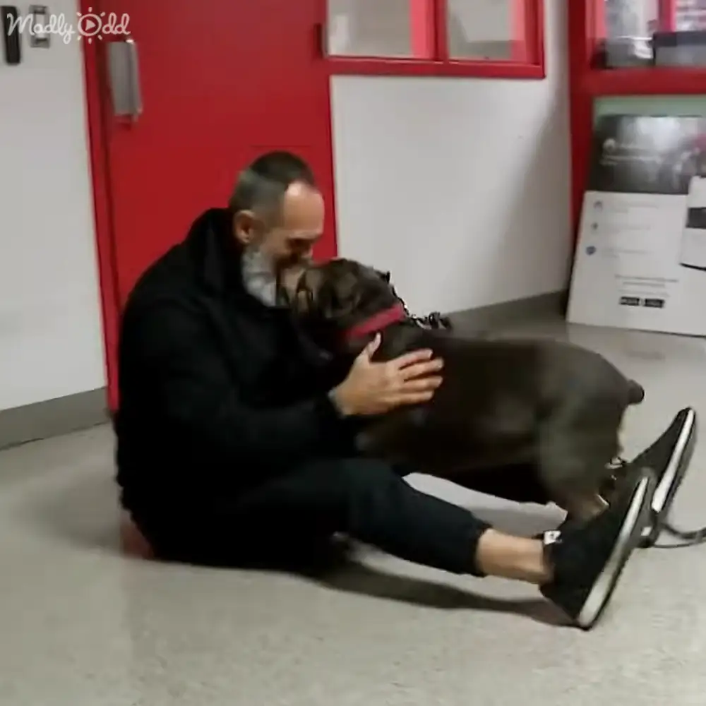 A middle-aged to older adult male wearing a black jacket over a white collared shirt and dark pants interacts with an adult French Bulldog in an indoor public space, characterized by red-framed doors, a vending machine or display unit, informational posters on the wall, artificial lighting, and dominant colors of red, white, black, brown, and gray.