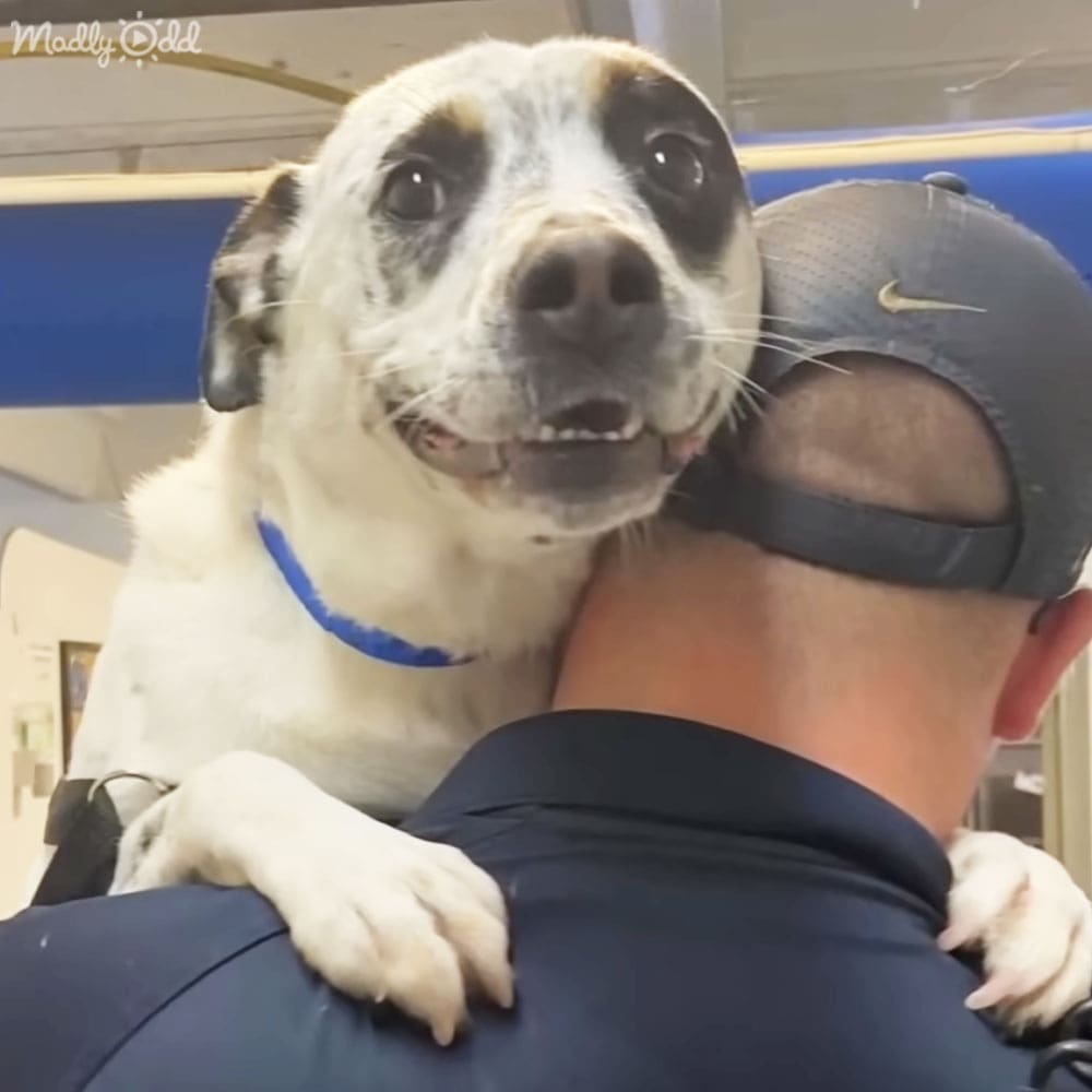 An adult male in a dark blue uniform shirt with a backward Nike cap and badge, interacting with a Dalmatian-like dog with white coat and black patches inside what appears to be an animal shelter or veterinary clinic.