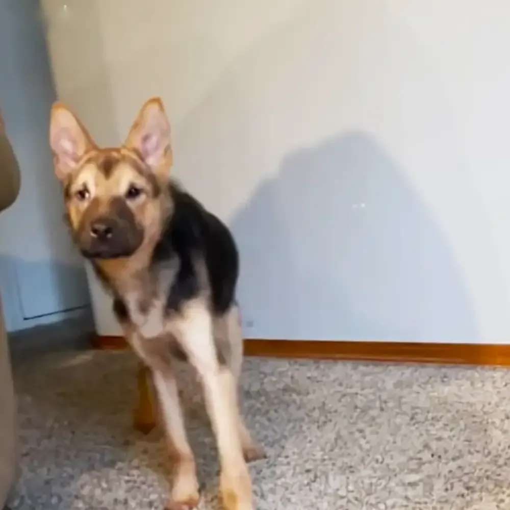 A German Shepherd puppy with black and tan markings, indoors in a home setting.