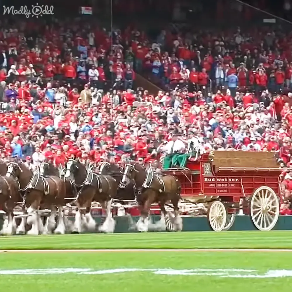 A large crowd watches a horse-drawn Budweiser carriage pulled by six Clydesdale horses in front of a sports stadium during the day under natural light.