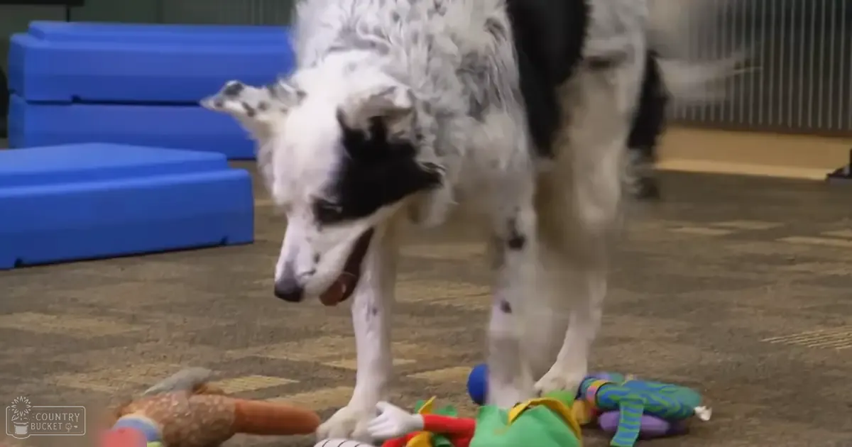 A Border Collie with white fur speckled with black spots in an indoor play area, surrounded by colorful toys and blue foam blocks.