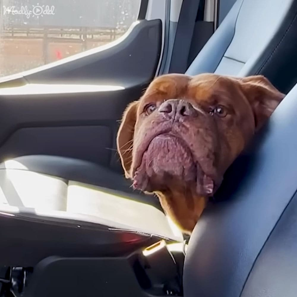 A large, light-brown dog with floppy ears inside a car. The setting suggests daytime with clear weather.
