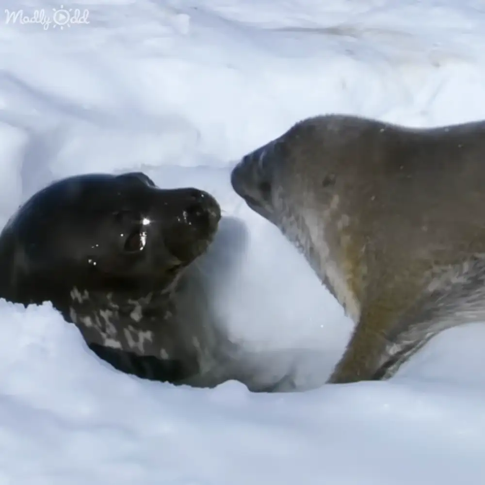 Two adult elephant seals in a snowy landscape, likely winter season with overcast lighting.