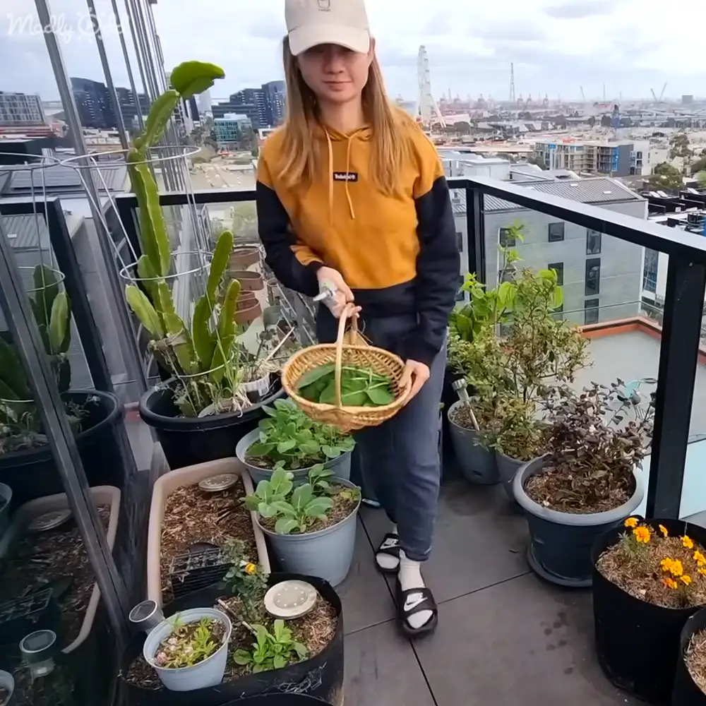A young adult female in a relaxed fit yellow and black hoodie with long sleeves, holding a wicker basket filled with green leaves amidst potted plants on an urban rooftop garden. The setting includes a cityscape under construction and completed structures, overcast sky suggesting late spring or early fall.