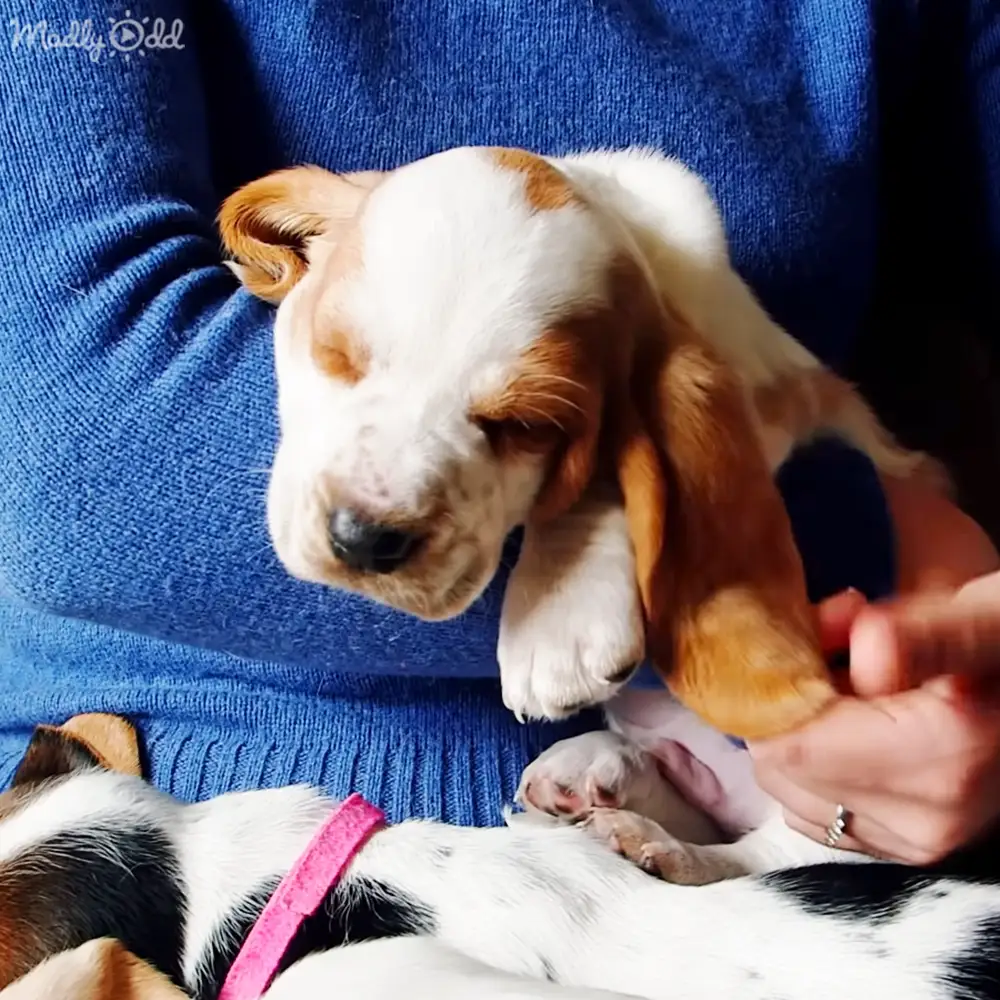 A Basset Hound puppy with white and brown patches, held by a woman in a blue sweater indoors.