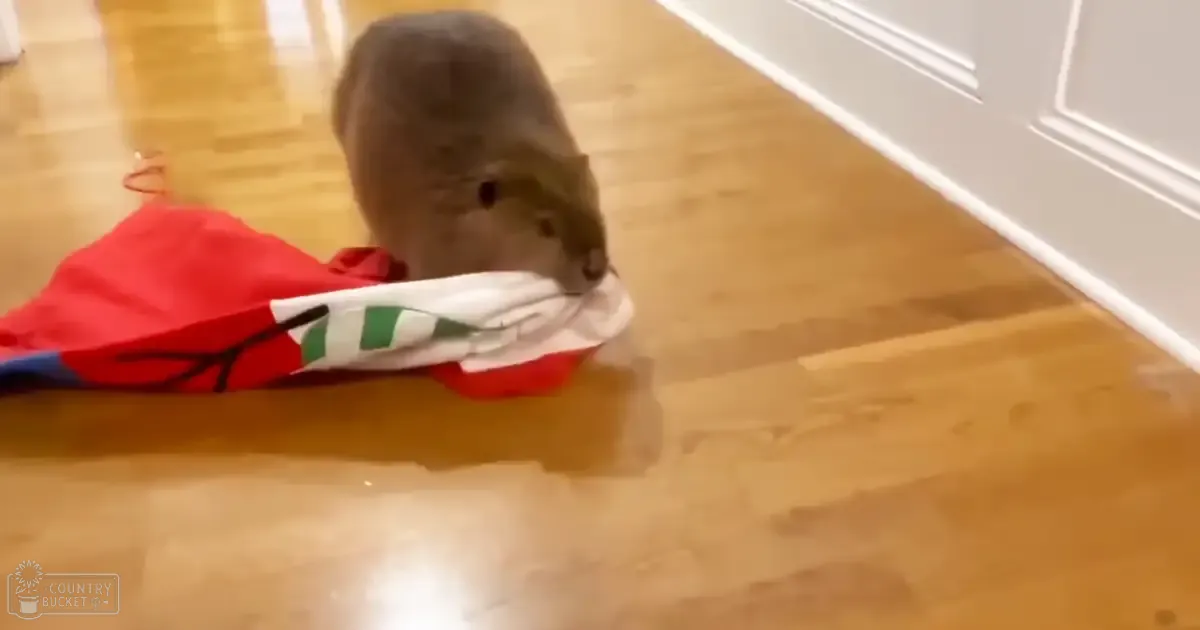 A hamster with gray fur is indoors next to a red garment or blanket with white stripes and green markings on a wooden floor, suggesting daytime light.
