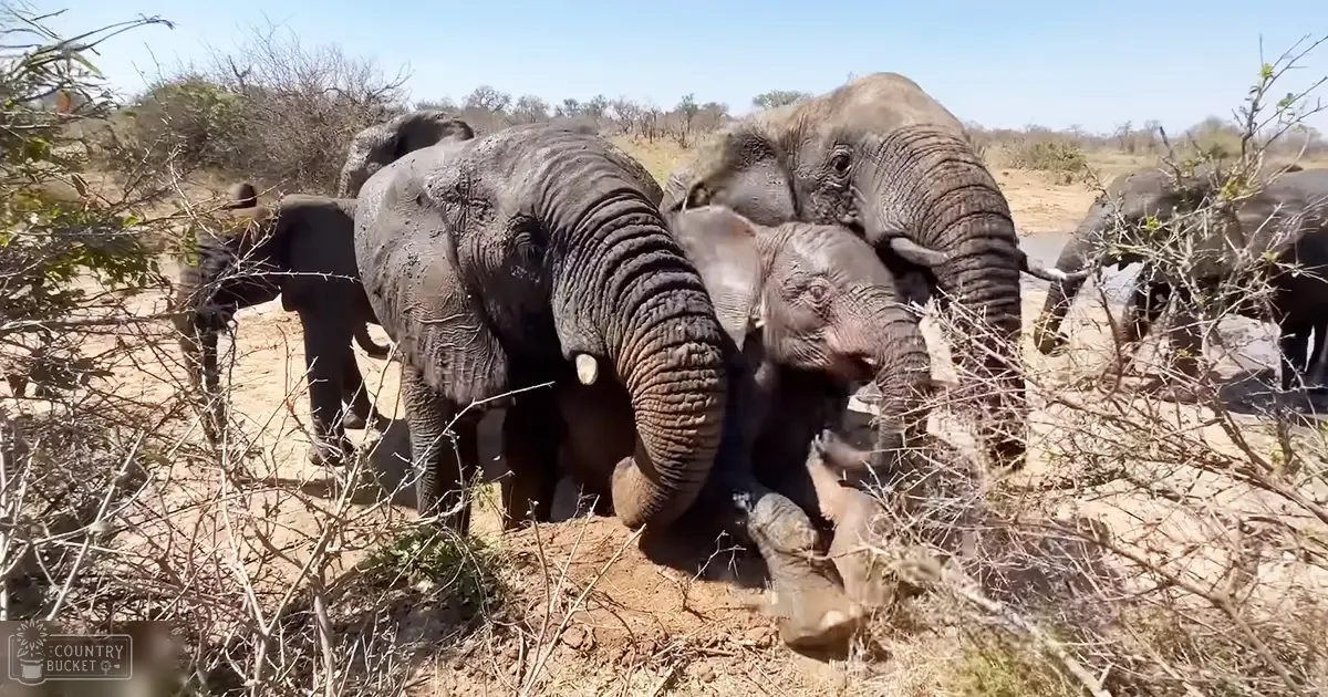 Adult African elephants with juveniles in a dry savanna landscape under natural daylight.