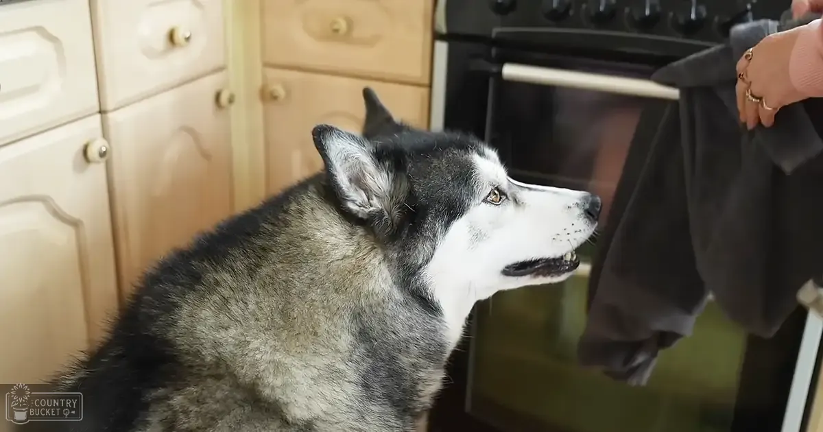 A Siberian Husky, adult and white with black markings, in a kitchen setting with wooden cabinets and an oven.