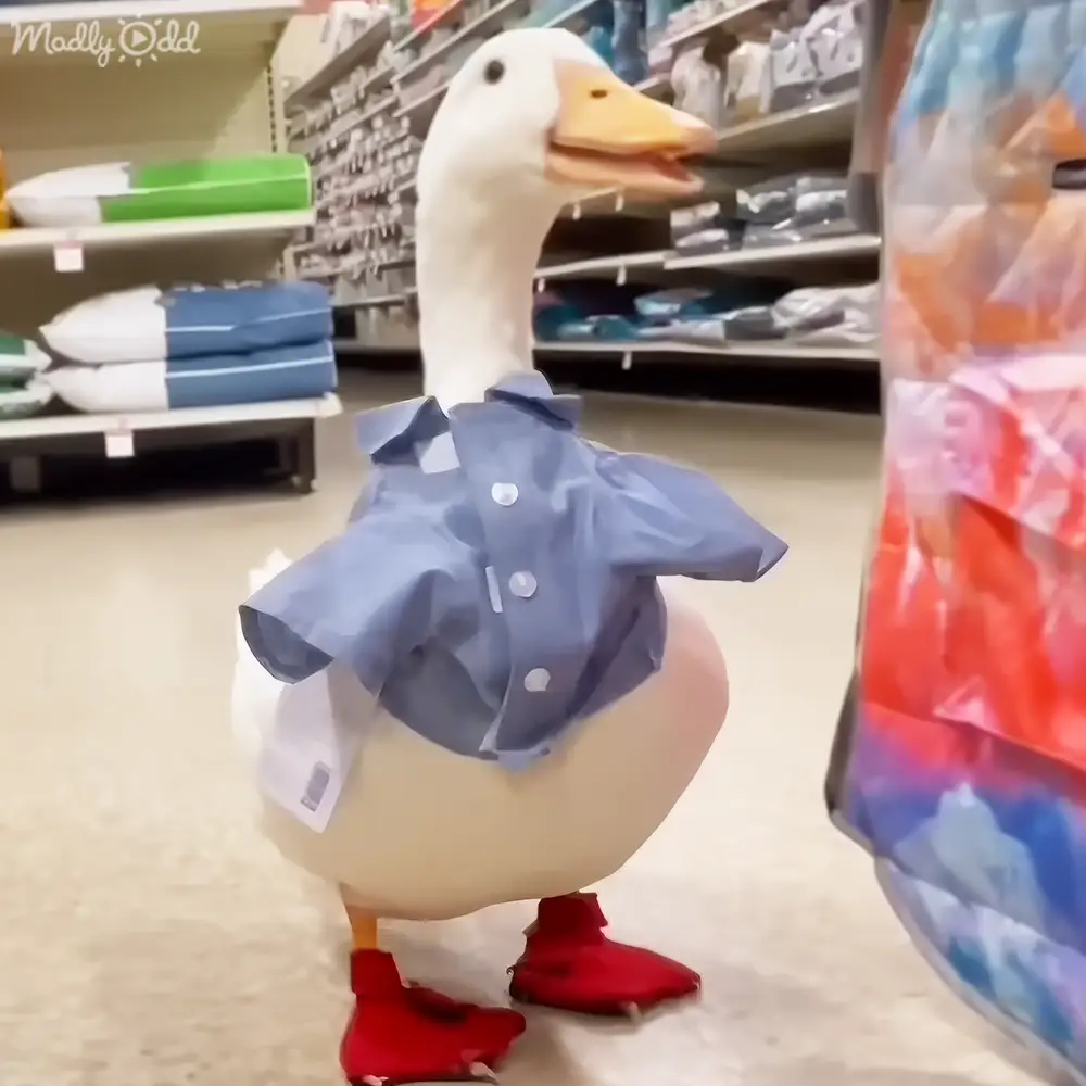 An adult white goose with red feet and a blue paper shirt wearing red paper booties in an indoor retail store setting.