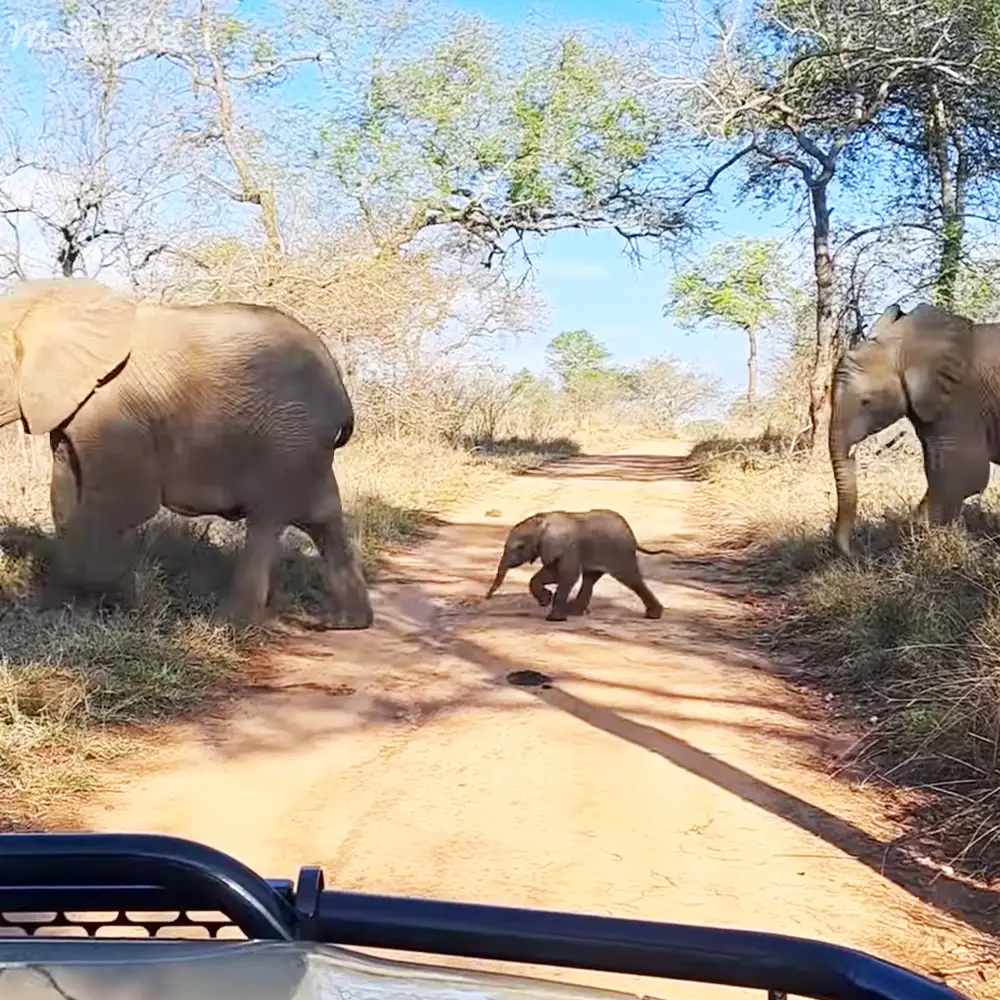 African elephants in a savanna setting during midday with earthy tones of brown and beige contrasting against a blue sky and green foliage.
