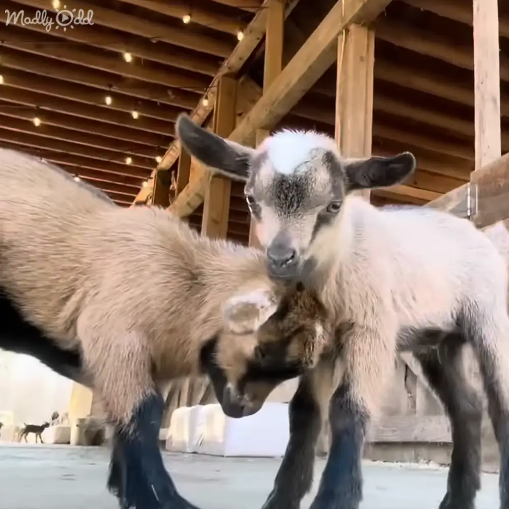 Two juvenile goats with distinctive coat patterns in a rustic barn setting, likely winter due to snow on the ground.