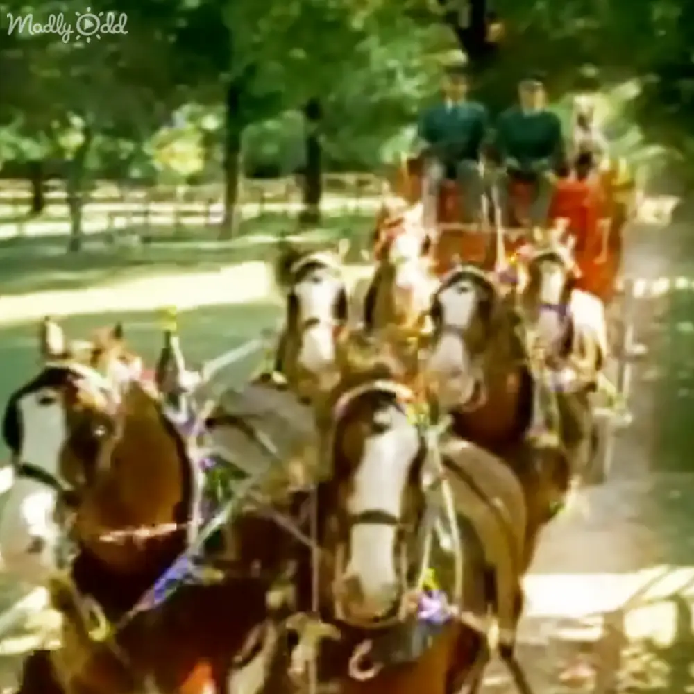 Adult horses with white markings in a park setting, people wearing traditional attire around them.