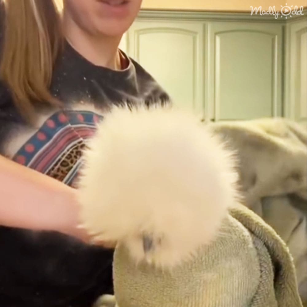 A young adult female holds a fluffy white dog, possibly a Pomeranian or Bichon Frise, in a kitchen setting with light green cabinets.
