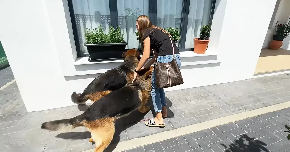 A young adult female interacts with two German Shepherd dogs outdoors, urban setting, midday light.