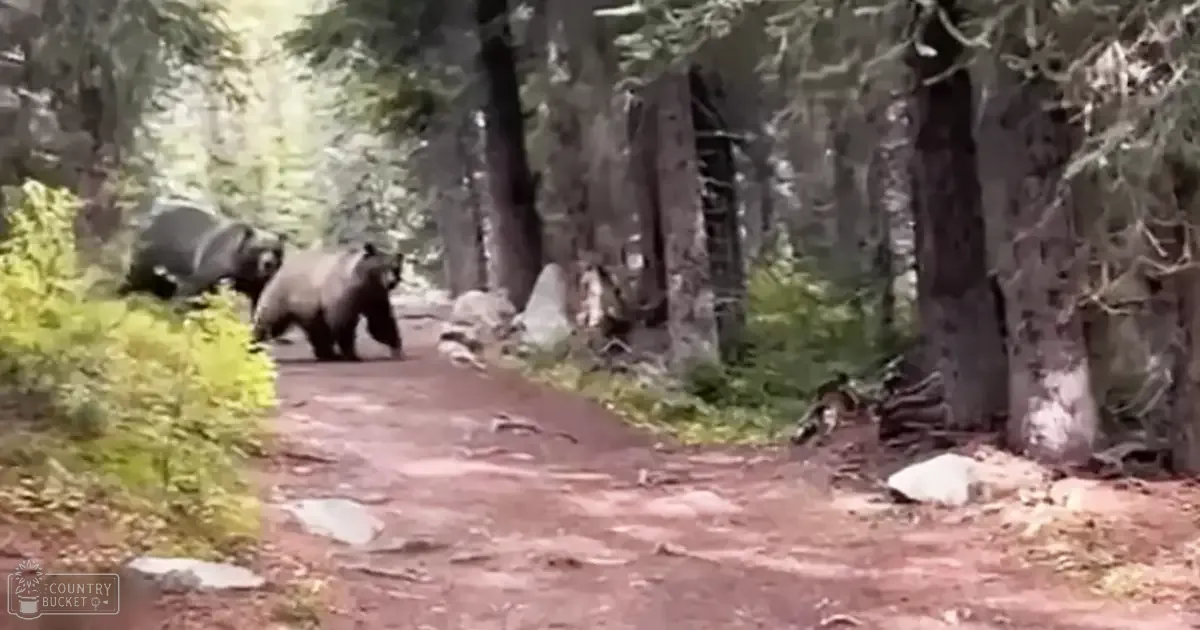 Two adult brown bears in a dense forest with dappled sunlight filtering through the trees, suggesting spring or summer.