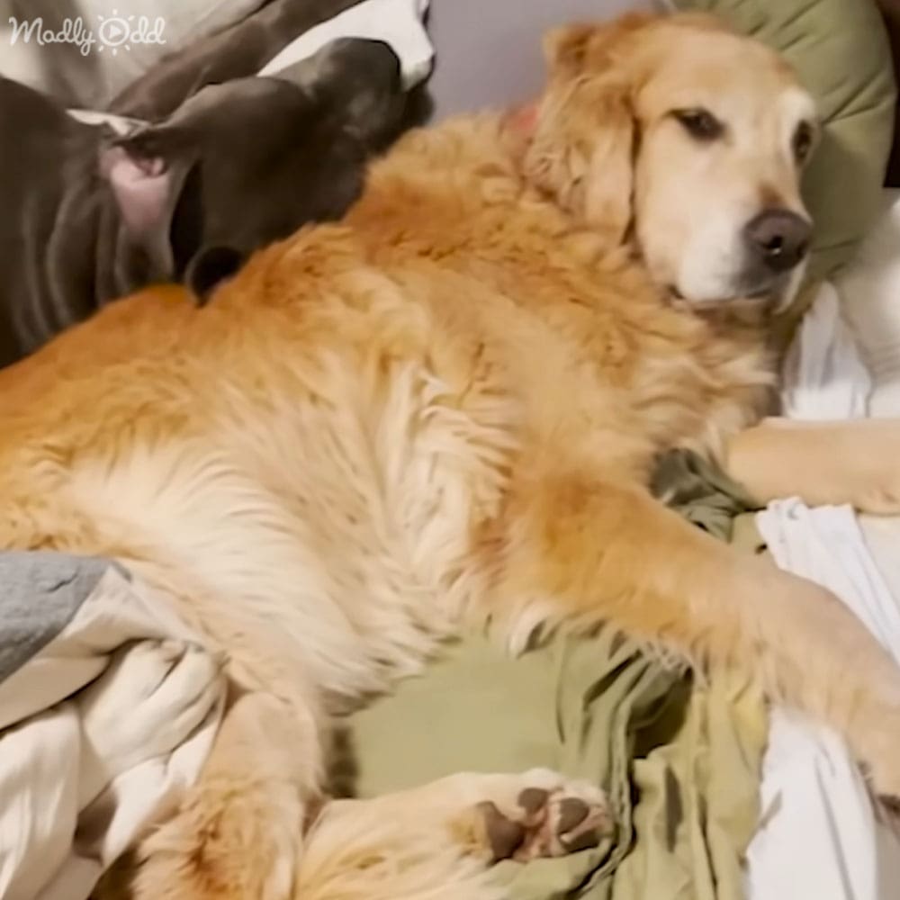 A golden retriever lies down in a bedroom during daytime, with soft lighting illuminating the scene.