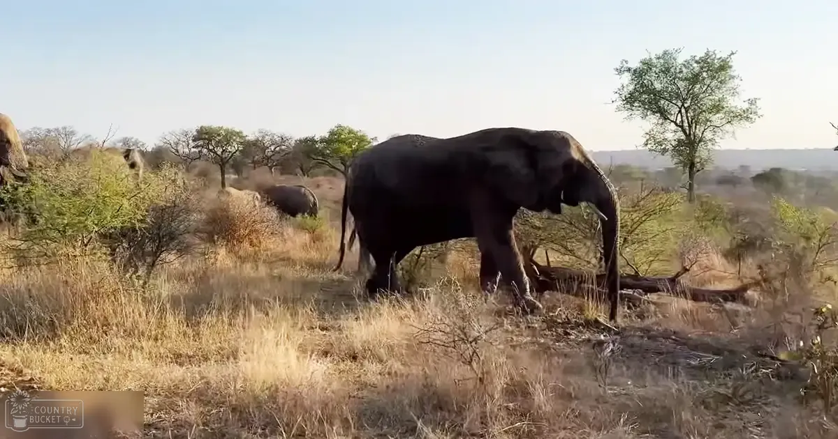 An adult elephant stands in a savanna landscape with dry grass and scattered trees under clear skies.