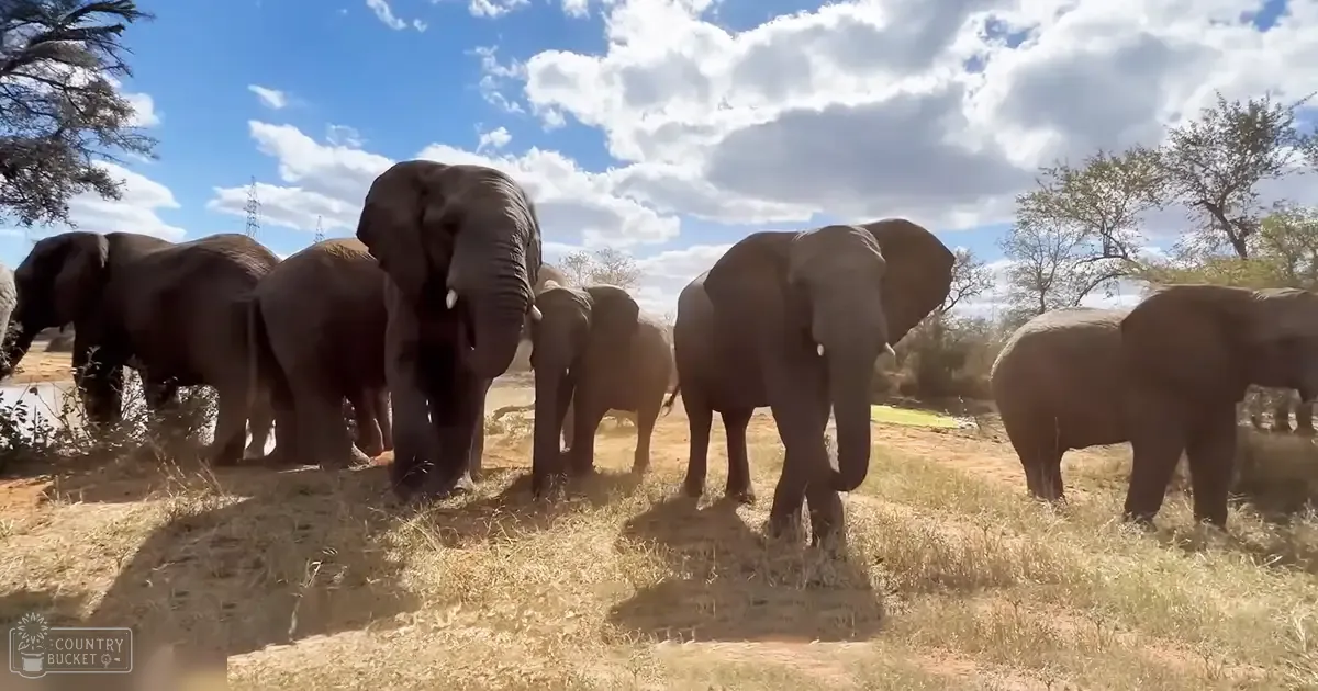 A herd of adult elephants in an African savanna with scattered trees and dry grass under partly cloudy skies.