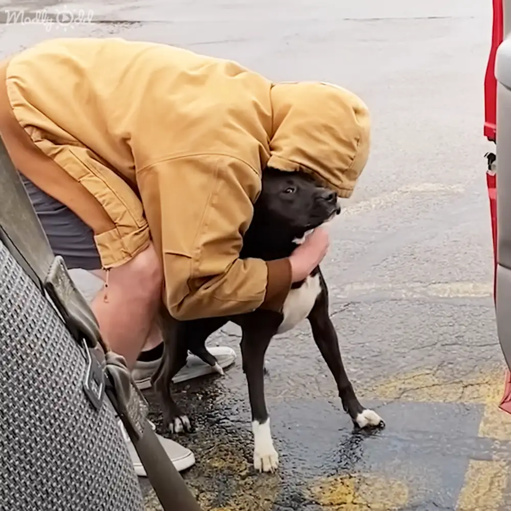 An adult male in a mustard yellow hooded jacket hugs an American Pit Bull Terrier or similar breed dog with black and white coat colors, outdoors near a parking area or street on what appears to be either spring or fall day with overcast skies.