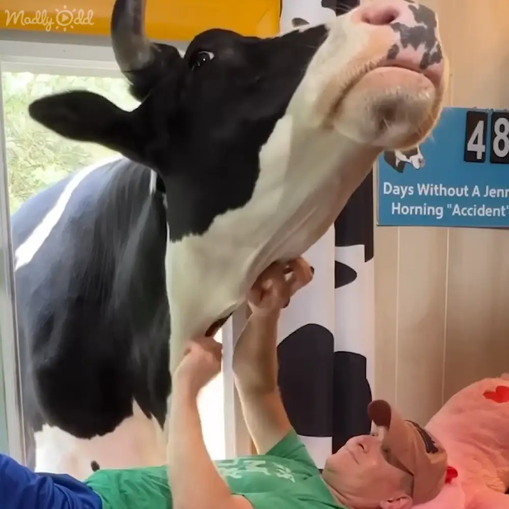 A Holstein cow indoors within a barn or farm setting, surrounded by signs with text, including 'Days Without A Jenning Horning 'Accident'.'