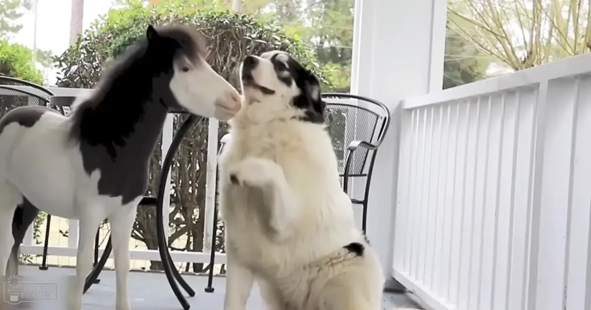 A medium-sized white dog with black markings interacts with a small white pony on an outdoor porch surrounded by greenery, suggesting spring or summer daylight.