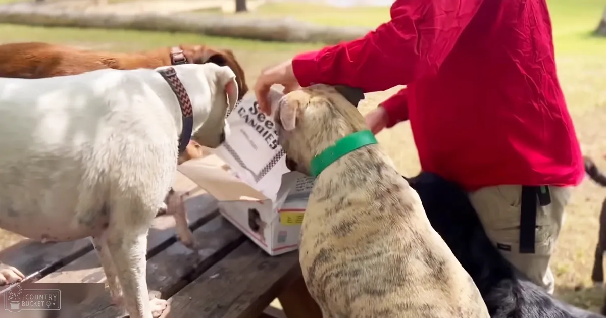 An adult male person wearing a red long-sleeved shirt and khaki pants interacts with two white and brown Beagle dogs at an outdoor picnic setting, holding a See's Candies box.