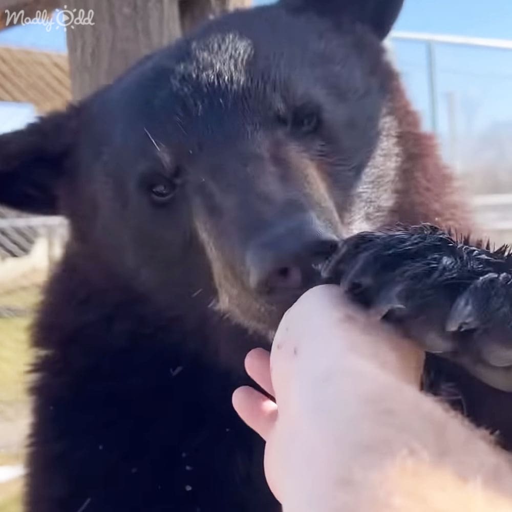 A young black bear cub with dark fur and a lighter snout area, standing outdoors in an enclosure with a wooden fence and grassy areas under clear blue sky during daytime