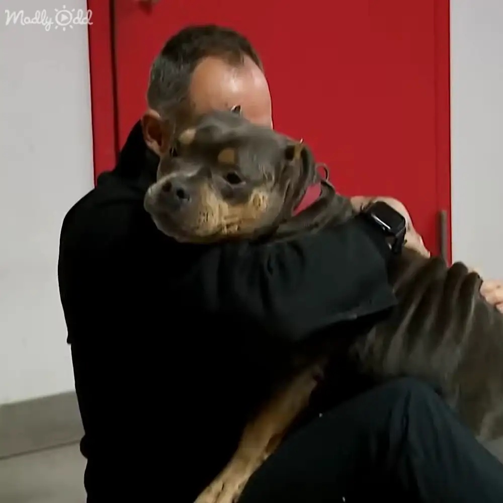 An adult male wearing a black hoodie and dark pants holds an adult Rottweiler with tan markings on its face, ears, and muzzle in an indoor setting with a red door and white wall.