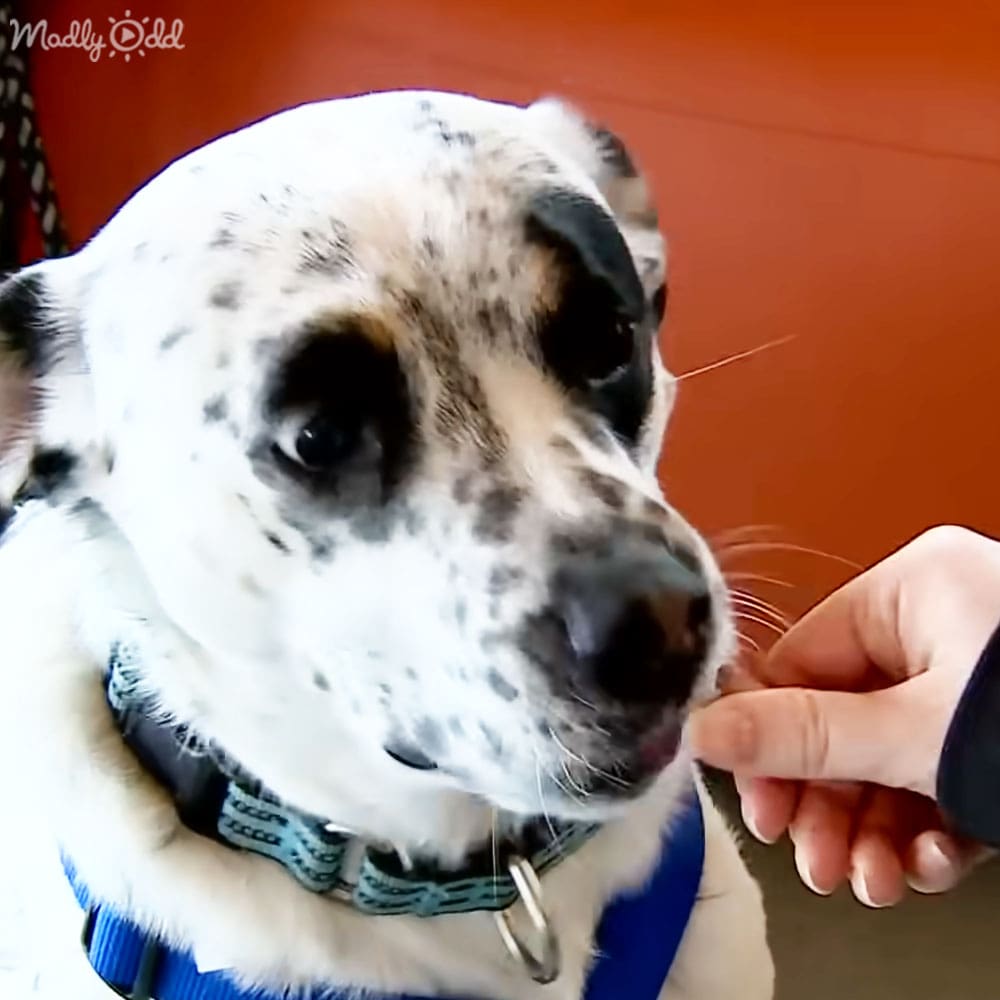 An adult female holds out a treat to a Dalmatian or similar spotted dog indoors against an orange wall.