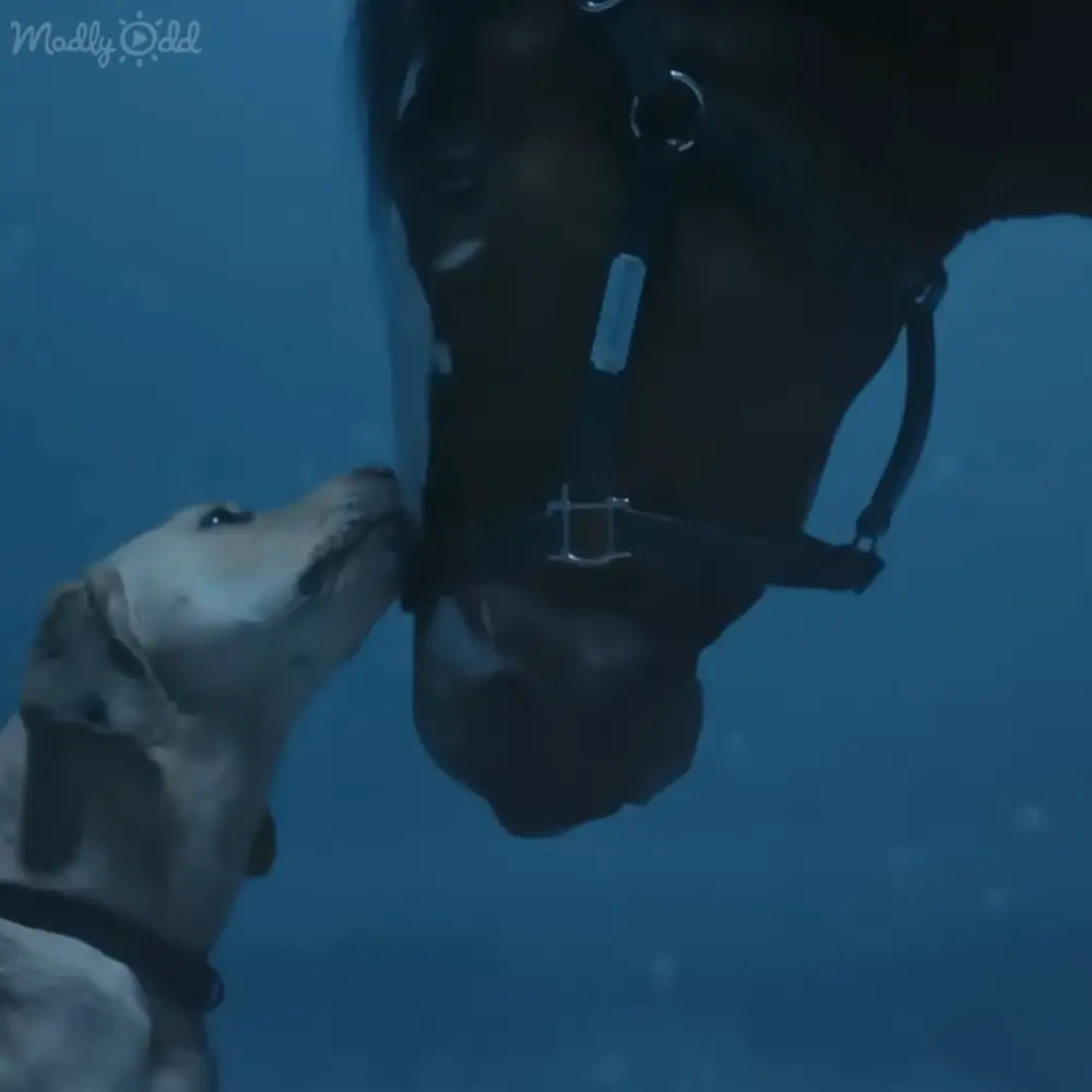 An adult horse with a dark coat and bridle underwater, surrounded by blue hues and bubbles indicating daytime visibility.