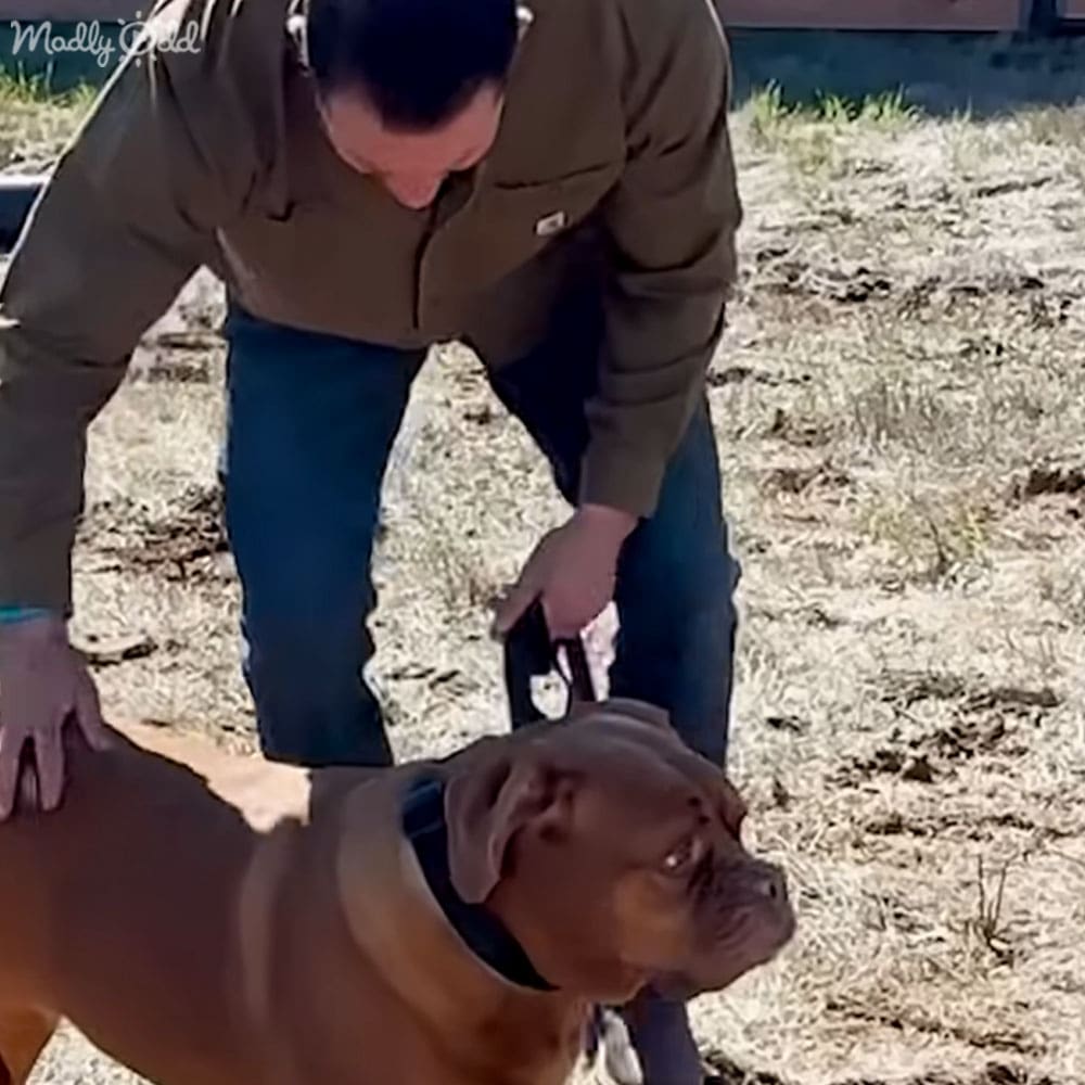 An adult male interacts with a muscular, short-coated dog likely a Boxer or similar breed in an outdoor setting with sparse vegetation and dry grass. The scene suggests late autumn or early spring.