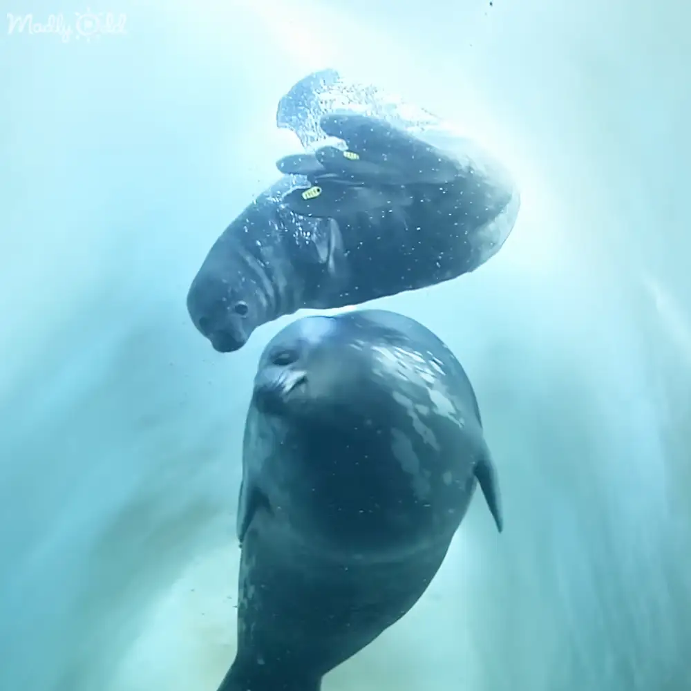 Two seals swimming in a deep-sea aquatic environment with natural light filtering through the water.