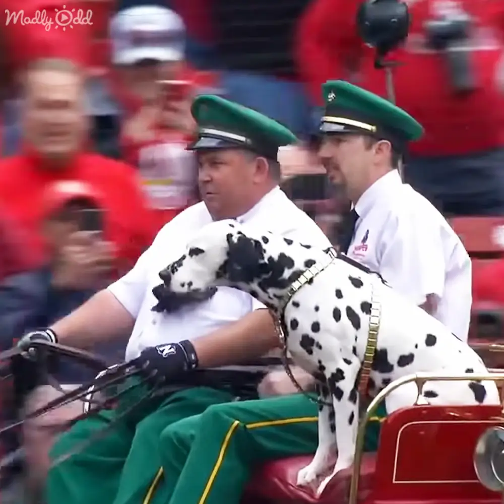 Two men in uniform riding a vehicle during an outdoor parade with a Dalmatian dog in the foreground.