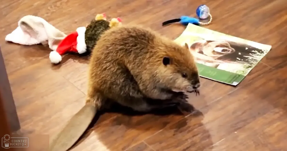 A beaver with brown fur and a bushy tail indoors, surrounded by toys and personal items on wooden flooring.