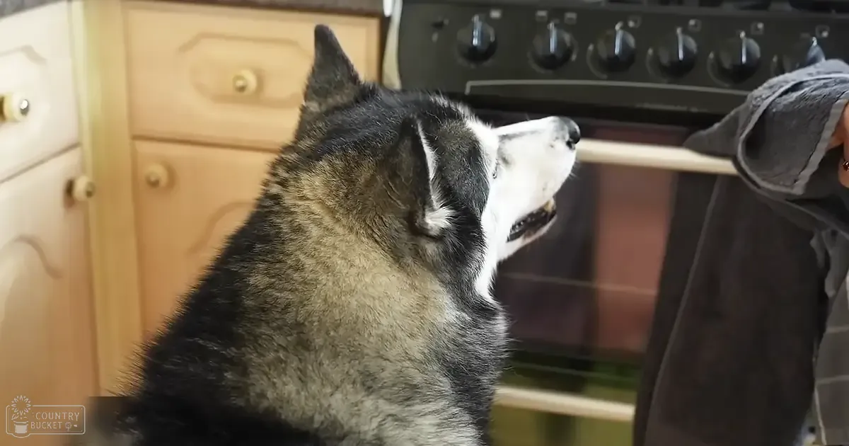 A husky dog in a kitchen setting with light-colored cabinets and a dark stovetop.