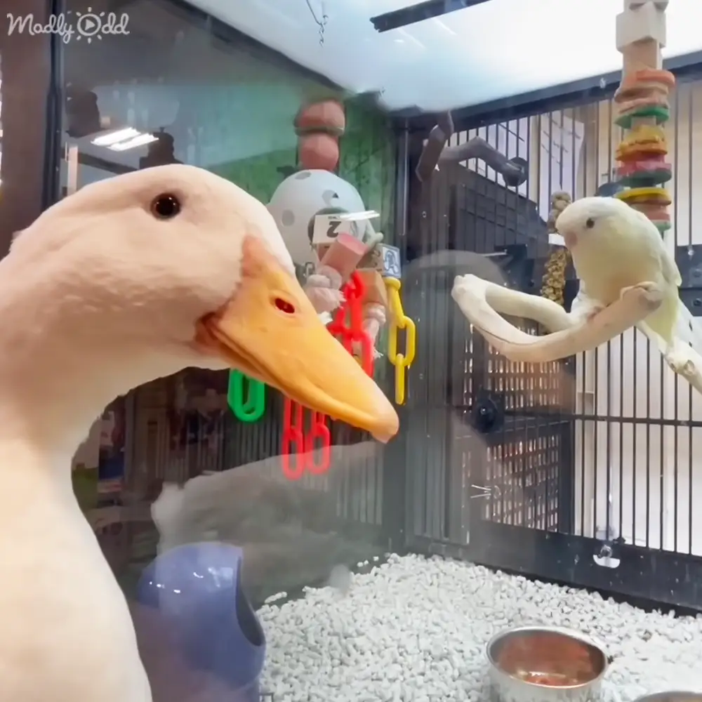 A white duck with a yellow beak perches near a small white parakeet on colorful toys in an indoor pet enclosure with glass barriers, natural light streaming through windows.