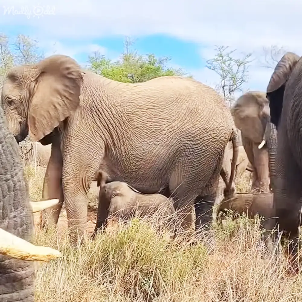 Multiple elephants in a savanna setting, one adult elephant prominently interacting with something on the ground while a baby elephant seeks comfort nearby under partly cloudy sky.