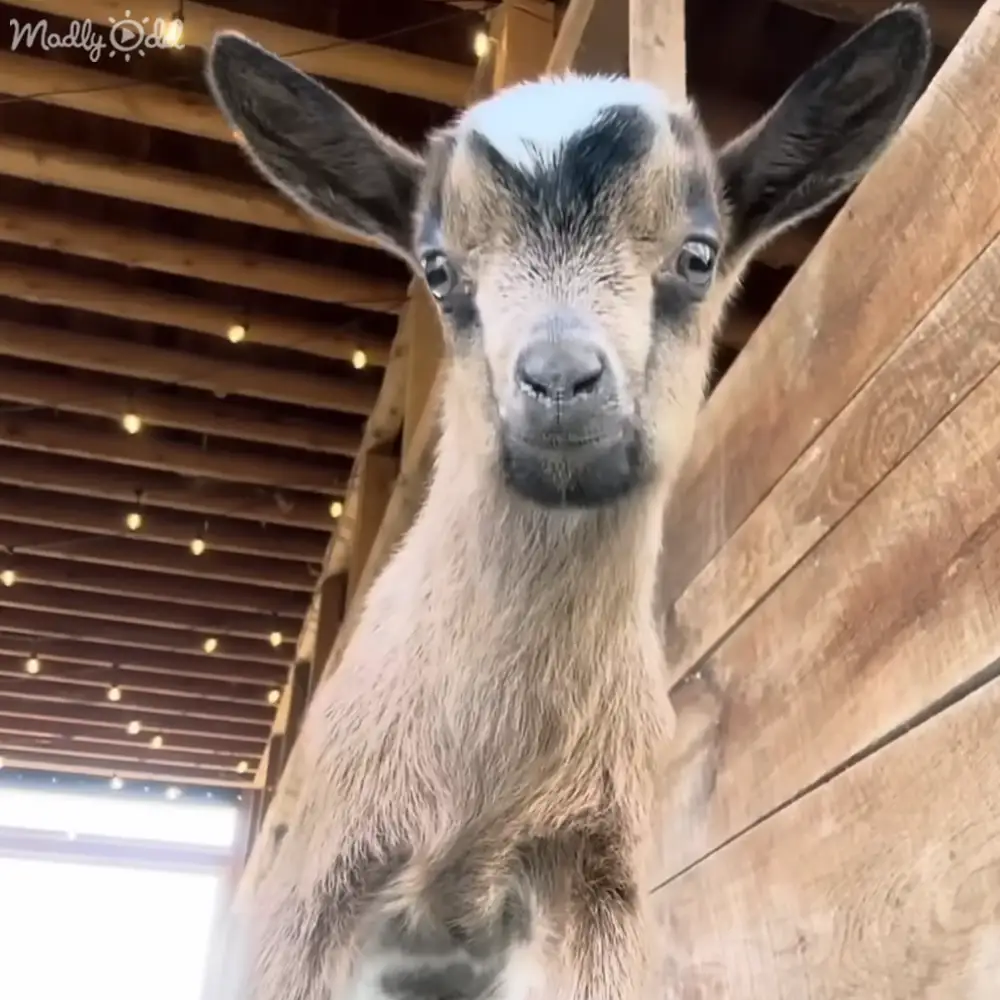 A young light brown goat with black markings around its eyes and ears, looking directly at the camera in a barn-like setting with wooden beams and string lights.
