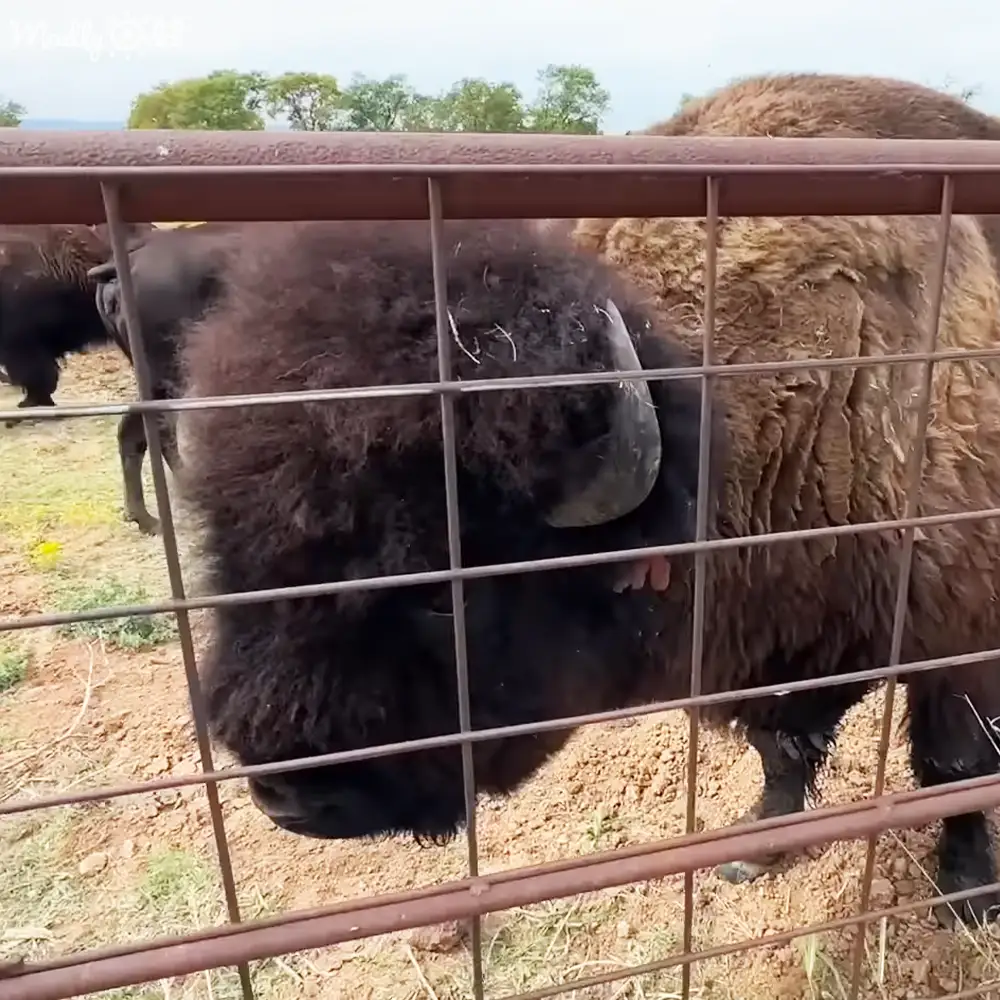 A dark-furred adult bison with large horns stands within a zoo or wildlife park enclosure surrounded by dirt, sparse grass, trees, and overcast sky.