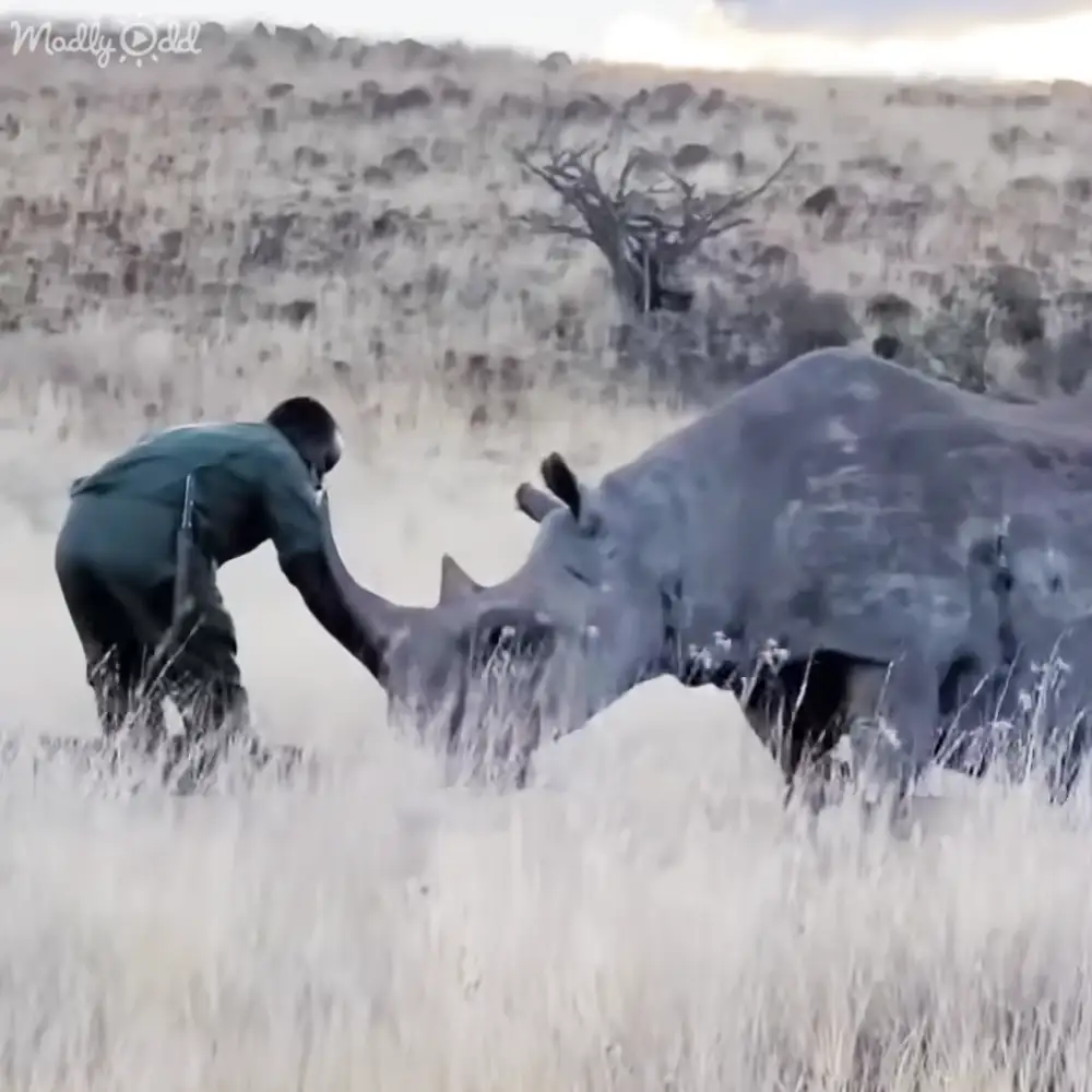 A white rhinoceros in an adult male's presence within a dry savanna setting, late summer or early autumn, under bright daytime light.