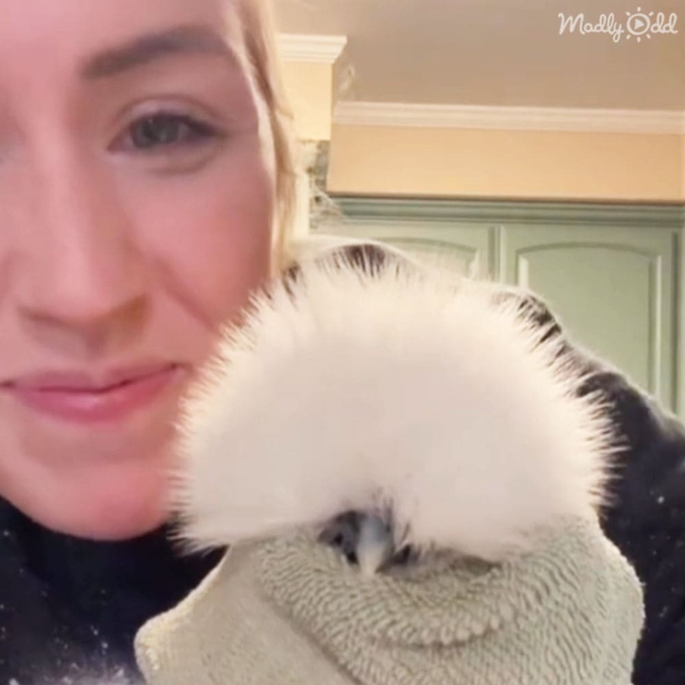 A young adult female holds a small white and black cockatoo in an indoor home setting with neutral-colored walls and soft natural light.