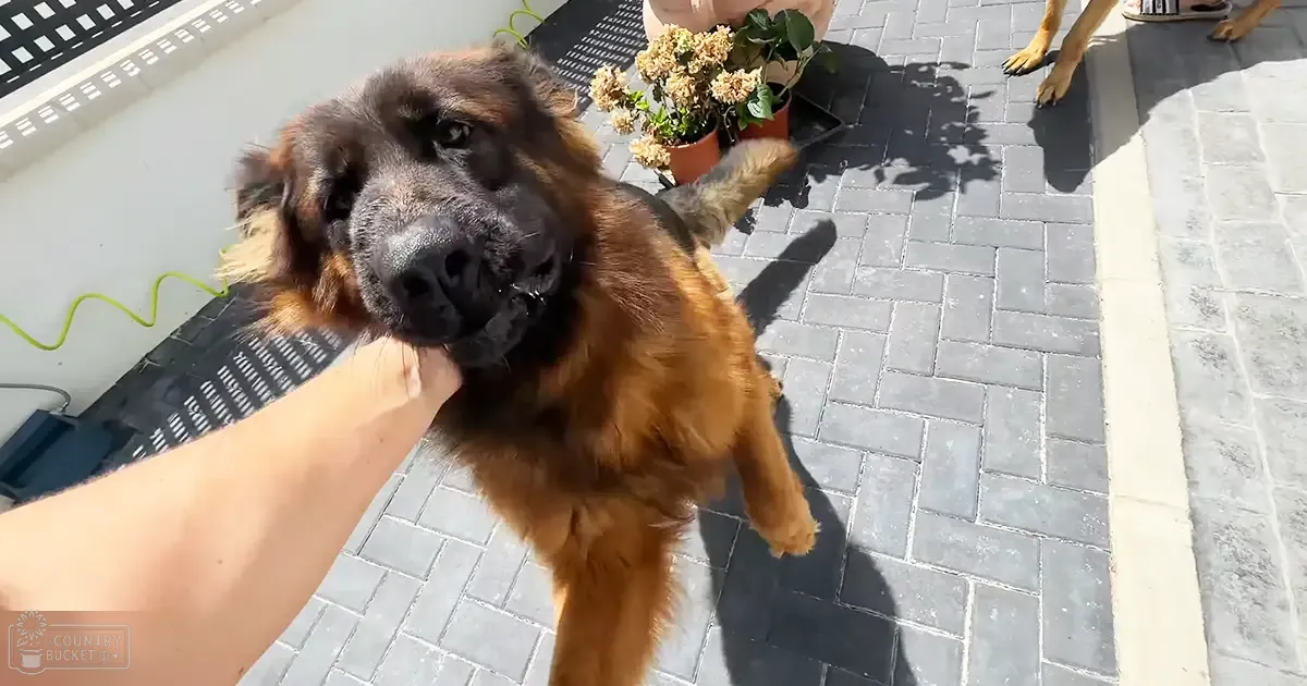 Large Leonberger or similar breed dog with brown fur and black face markings on an outdoor patio during midday.