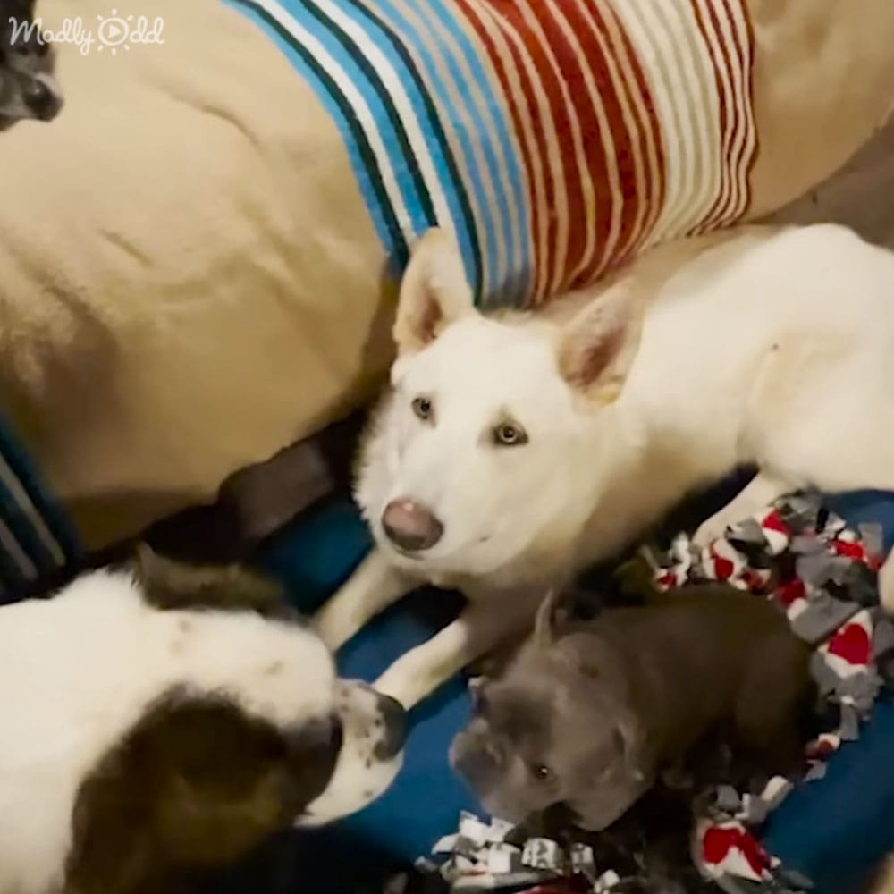 A white dog with pointy ears lies among other dogs in a cozy indoor home setting, surrounded by pillows and blankets under soft lighting.