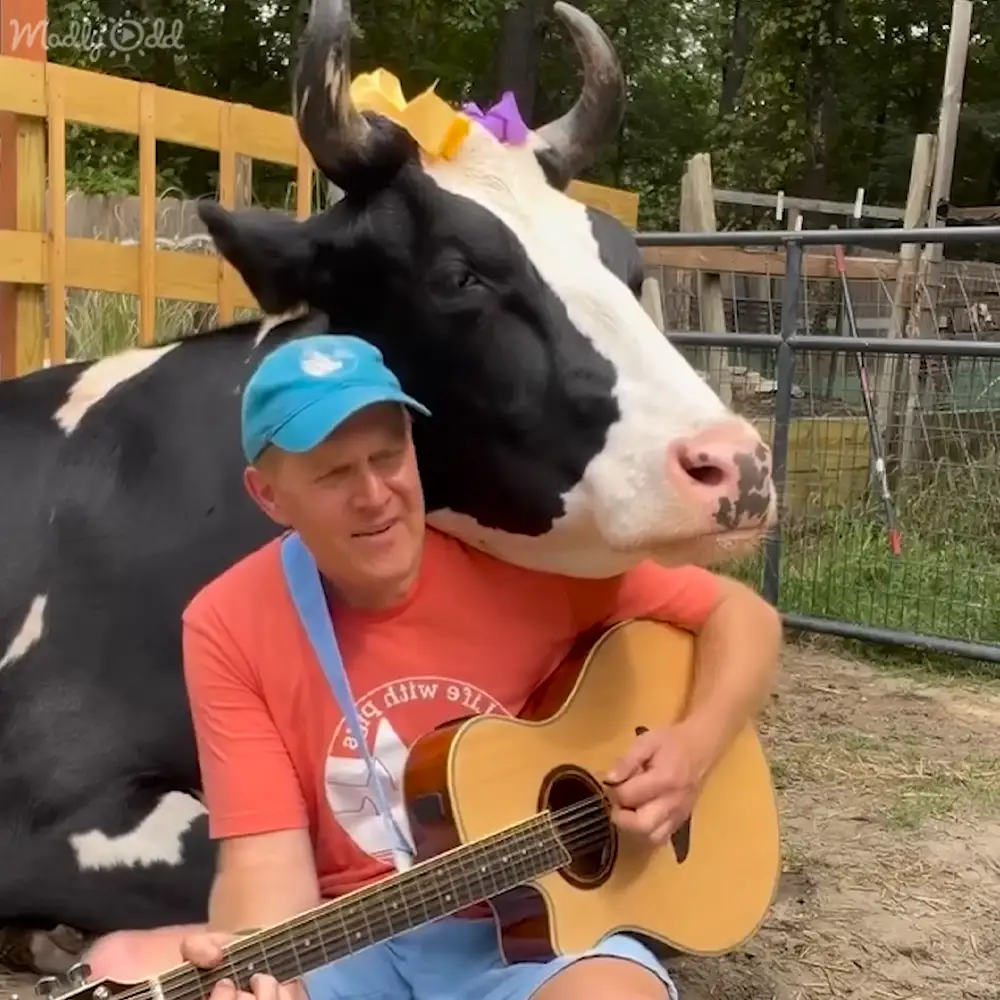 A middle-aged adult male wearing a red T-shirt and blue shorts plays guitar next to an adult Holstein cow with black and white markings in a rural outdoor setting during spring or summer, bathed in natural light.