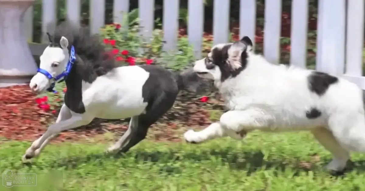 A Border Collie mix playing with a small black-and-white horse-like toy in an outdoor spring or summer garden setting with green grass, white picket fence, and red mulch.