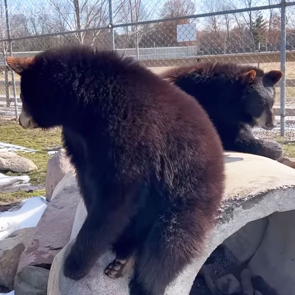 Two black bears in a zoo enclosure, surrounded by concrete structures, rocks, snow, and bare trees indicating winter or early spring. The light is clear daytime.