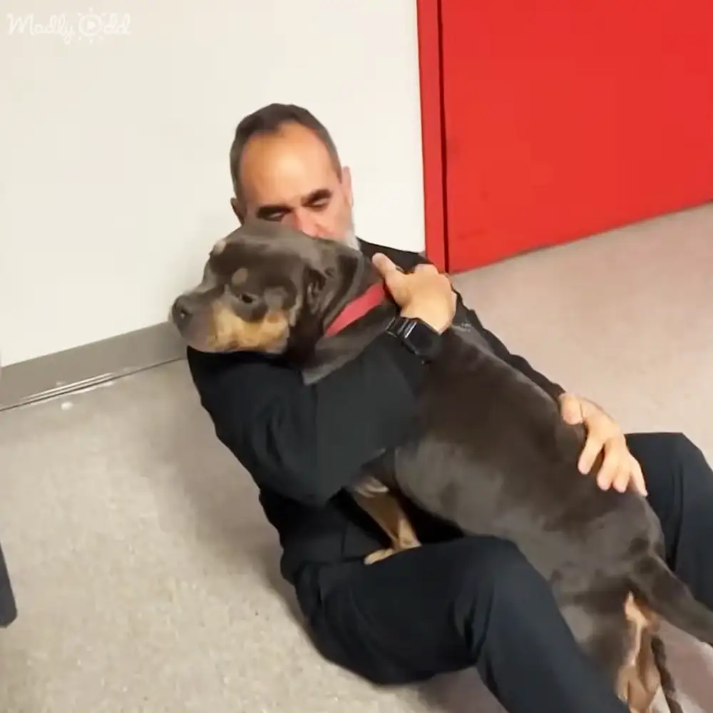 A middle-aged to older adult male wearing a dark-colored modern suit holding an adult Rottweiler with black and tan markings indoors on light-colored flooring.