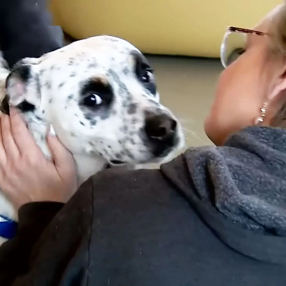 An adult female wearing a dark gray hoodie and glasses, standing indoors with a Dalmatian dog. The setting has neutral-colored walls and yellow furniture.