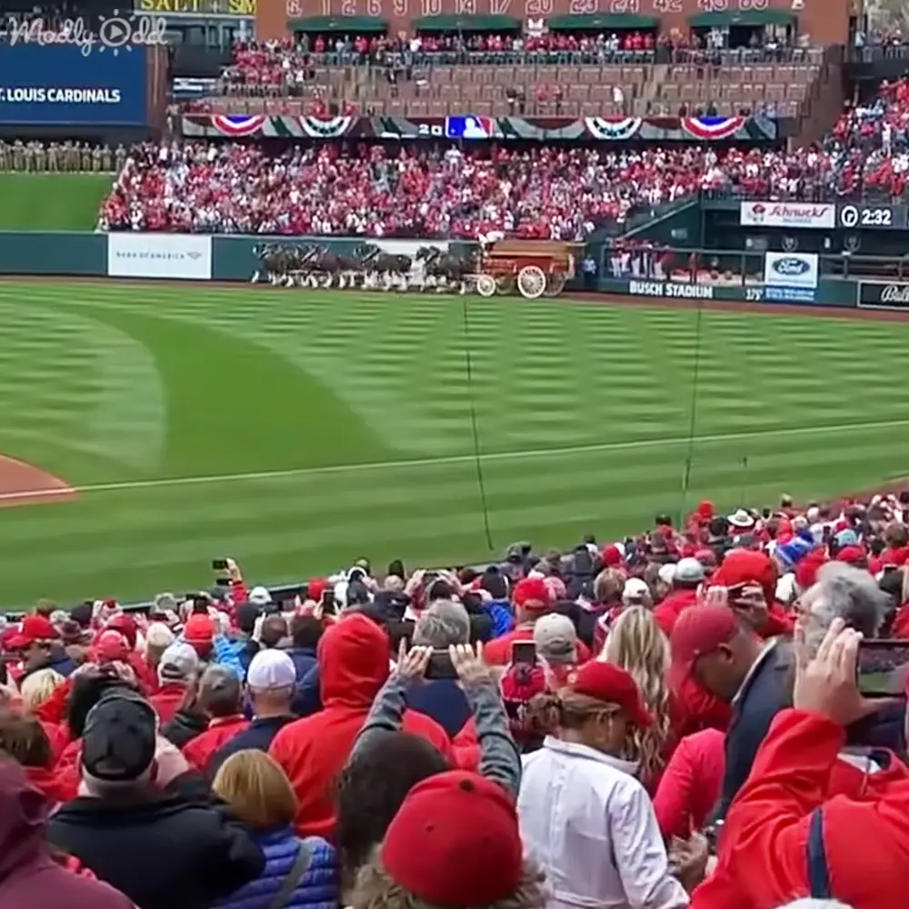 Adult Clydesdale horses pull a carriage at Busch Stadium during a St. Louis Cardinals game, with spectators in red attire cheering on a sunny spring or summer day.