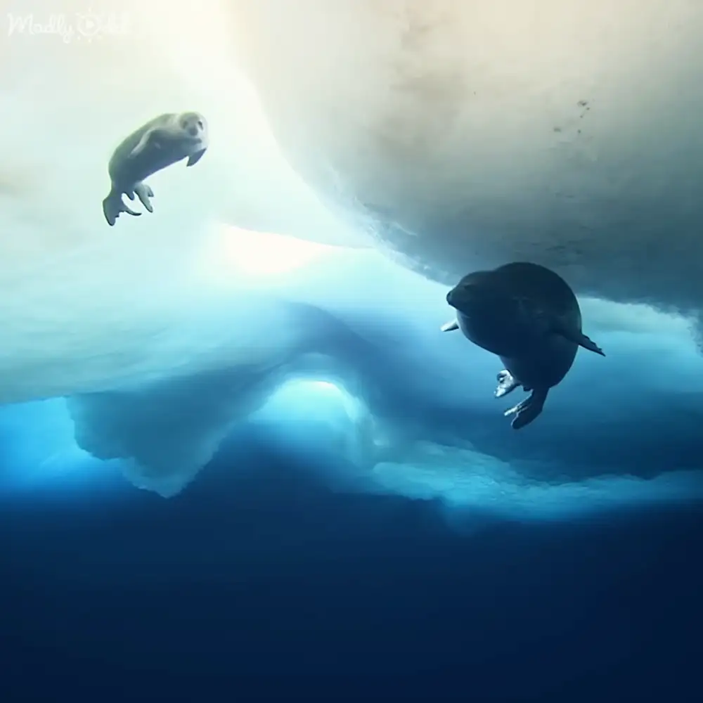 Juvenile seals swimming freely underwater in an icy, polar environment with blue and white hues.